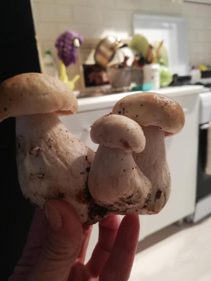 Chatki Nad Wodnym Zakatkiem. Villa Wapnica  Bagian luar foto